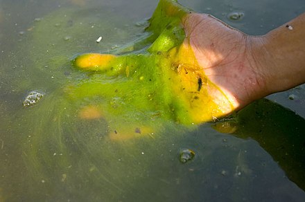 Cultural eutrophication is caused by human additions of nutrients into the water that cause over growth of algae which can block light and air exchange. The algae eventually are broken down by bacteria causing anoxic conditions and "dead zones".