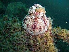 A. mirabilis retraída durante el día.