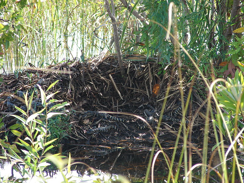 File:Alligator Nest at Shark Valley, NPSPhoto (2) (9103752836).jpg