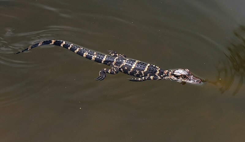 File:Alligator mississippiensis baby.jpg