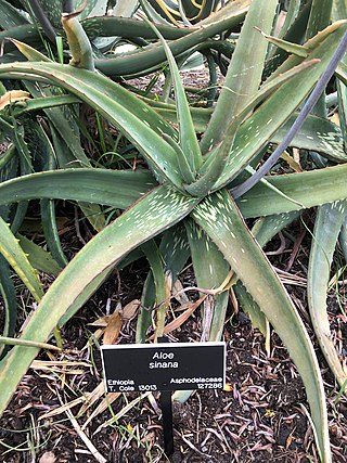 <i>Aloe sinana</i> Species of succulent plant