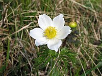 Anemone alba