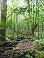 2569 2022-05-28 lördag Alsumpskogen, Väsmestorps naturreservat, Väsmestorp, Sörby sn, Falköpings kn, Västergötland.