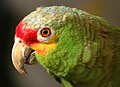 Image 12Biodiversity is an asset for ecotourism. A red-lored amazon (from Tourism in Belize)