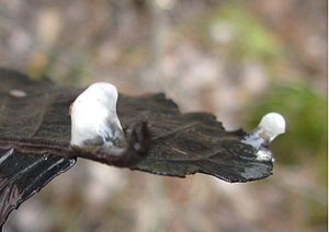 Ambystoma spermatophores closeup.jpg