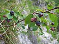 Krugolisna merala Amelanchier ovalis