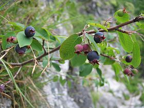 Amelanchier ovalis fruits.jpg