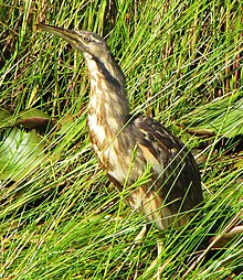 American Bittern Seney NWR 1.jpg