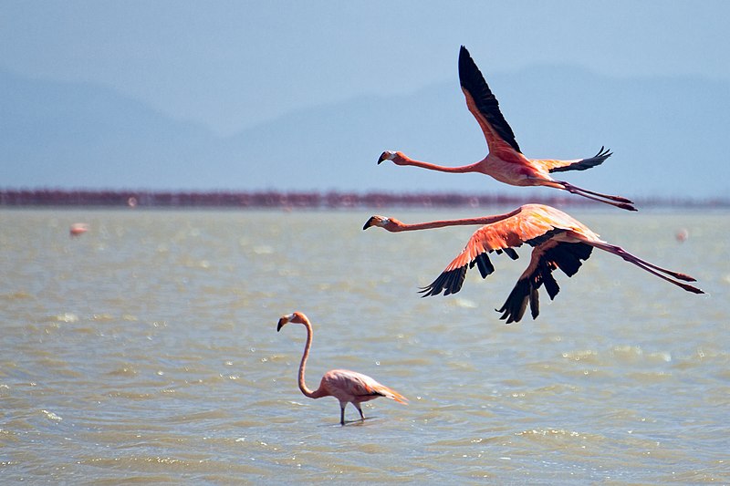 File:American Flamingo Flamenco Phoenicopterus Ruber (67375537).jpeg