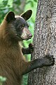 American black bear - FWS.jpg