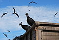 American black vulture in Puerto Lopez.jpg