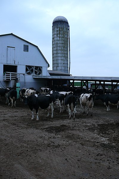 File:Amish dairy farm.jpg