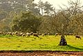 An afternoon with the sheep (2305448815).jpg
