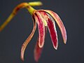 Anathallis bocainensis flower