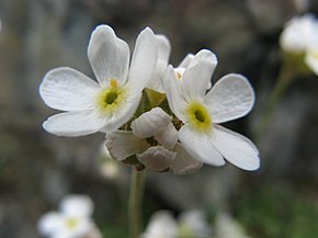 Beschrijving van de afbeelding Androsace albana.jpg.