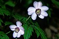 Anemonopsis macrophylla Rengesyouma in Hijiridake 2001-8-24.jpg