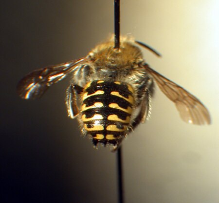 Anthidium_palliventre