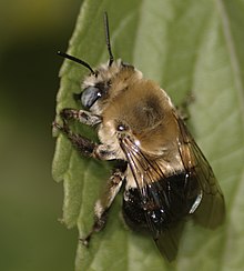 Anthophora montana ženka.jpg