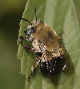 <i>Anthophora montana</i> Species of bee