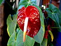 Anthurium andreanum en Santa Rosa, Apure Veenzuela