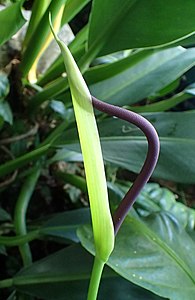 Anthurium acaule kz1.jpg