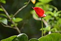 * Nomination: An Anthurium flower in Kerala --Ganesh Mohan T 06:45, 4 August 2022 (UTC) * * Review needed