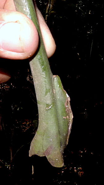 File:Anthurium pentaphyllum (Aubl.) G. Don (12477845074).jpg