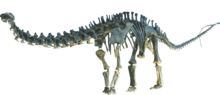 Mounted cast skeleton of B. parvus (UW 15556) Apatosaurus Clean.png