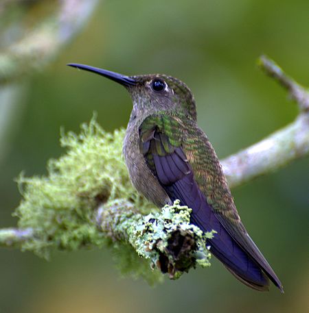 Eupetomena cirrochloris