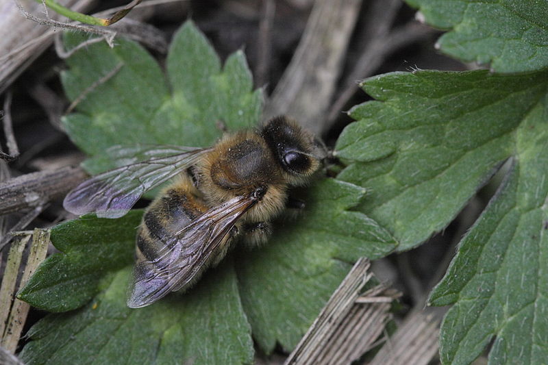 File:Apis melifera (Honey bee) (8981036500).jpg