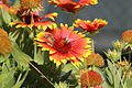 * Nomination Apis mellifera on a Gaillardia pulchella near Saint-Martin-Vésubie, France. --JeanBono 08:47, 12 September 2014 (UTC) * Decline Red halo around the flower and not really sharp. A tough shot, though. --Poco a poco 21:07, 12 September 2014 (UTC)