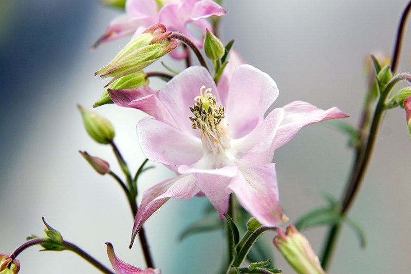 File:Aquilegia x sibirica Biedermeier 1zz.jpg