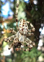 Miniatura para Araneus diadematus
