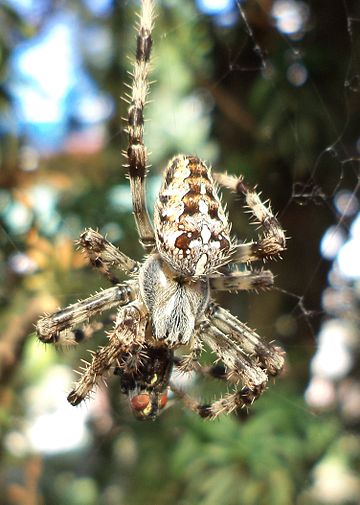 Araneus diadematus