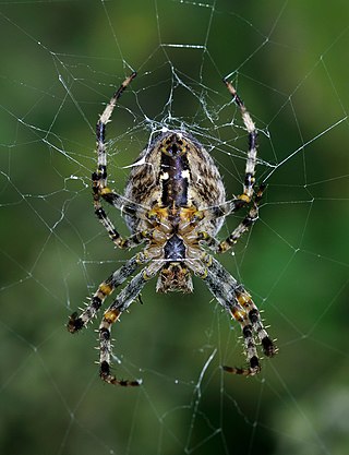 <span class="mw-page-title-main">Entelegynae</span> Clade of spiders