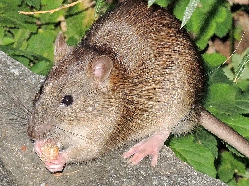 File:Arboretum Zürich - Rattus norvegicus -fraglich- 2014-09-27 19-35-12 (P7800).JPG