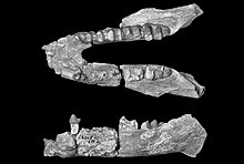Arcanotherium savagei 2.jpg