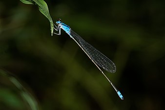 Long-banded Bluetail Archibasis oscillans male