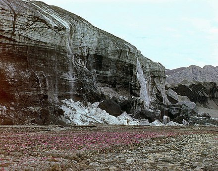 Front of advancing White Glacier, Axel Heiberg Island, June 23, 1975. The steep glacier front with waterfalls is caused by cold glacier ice, the ice cliff shows shear moraines with debris, part of the well-known Thompson Glacier with its push moraine at right. Foreground: vegetation cover of Saxifraga.
