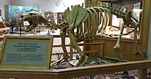 Arctodus simus reconstruction at the Hot Springs Mammoth Site, South Dakota. Arctodus Simus, Hot Springs, South Dakota.jpg