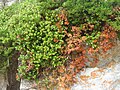 Arctostaphylos uva-ursi (Picos de Europa)