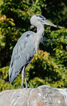 Ardea cinerea