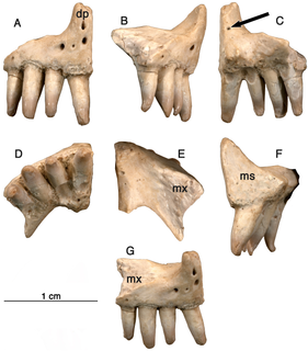 <i>Arisierpeton</i> Extinct genus of synapsids