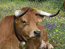 Liggende foto van een fawn koe met een kleine kop, concave snuit, zwarte snuit omcirkeld in witte en halvemaanvormige hoorns met naar boven opgeheven punten.