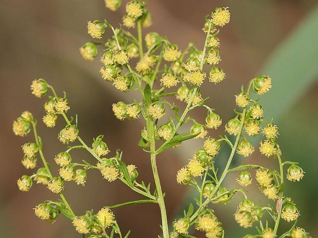 Artemisia Annua – Artemisia annuale