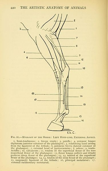 File:Artistic anatomy of animals (Page 220) BHL22847615.jpg