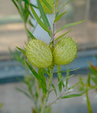 <i>Gomphocarpus fruticosus</i> Species of plant