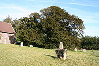 Old yew tree
