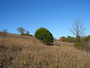 Ashe Juniper.jpg