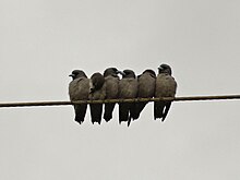 Ashy woodswallows huddling Ashywood.JPG